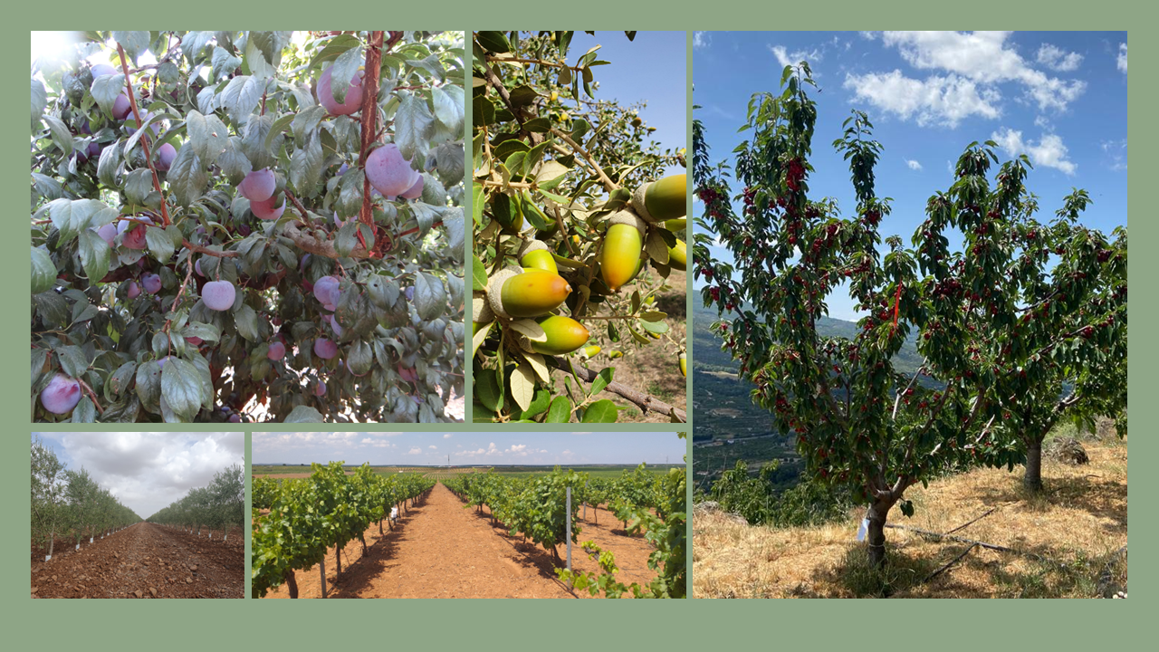 Diapositiva1 Diapositiva1