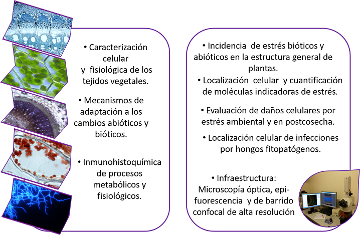 Imagen3