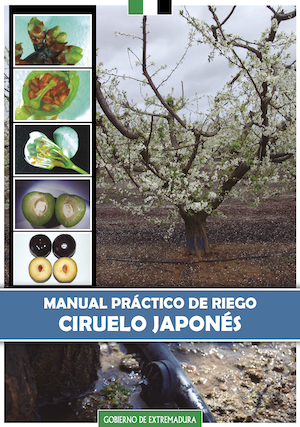 ciruelo