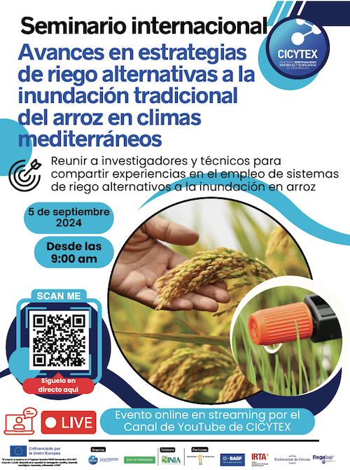 arroz12